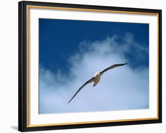 Black-browed Albatross in Flight, Falkland Islands-Charles Sleicher-Framed Photographic Print