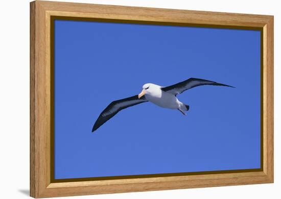 Black-Browed Albatross in Flight-DLILLC-Framed Premier Image Canvas