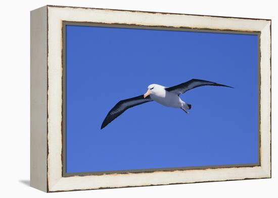 Black-Browed Albatross in Flight-DLILLC-Framed Premier Image Canvas
