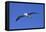 Black-Browed Albatross in Flight-DLILLC-Framed Premier Image Canvas