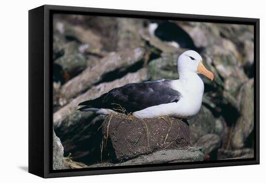 Black-Browed Albatross in Flight-DLILLC-Framed Premier Image Canvas