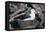 Black-Browed Albatross in Flight-DLILLC-Framed Premier Image Canvas
