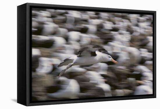 Black-Browed Albatross in Flight-DLILLC-Framed Premier Image Canvas