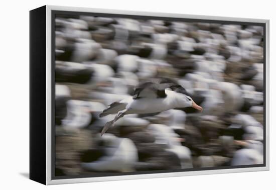 Black-Browed Albatross in Flight-DLILLC-Framed Premier Image Canvas