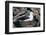 Black-Browed Albatross in Flight-DLILLC-Framed Photographic Print