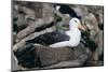 Black-Browed Albatross in Flight-DLILLC-Mounted Photographic Print