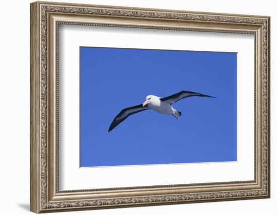 Black-Browed Albatross in Flight-DLILLC-Framed Photographic Print