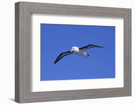 Black-Browed Albatross in Flight-DLILLC-Framed Photographic Print