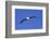 Black-Browed Albatross in Flight-DLILLC-Framed Photographic Print