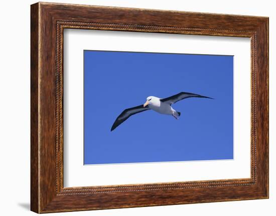 Black-Browed Albatross in Flight-DLILLC-Framed Photographic Print