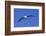 Black-Browed Albatross in Flight-DLILLC-Framed Photographic Print