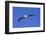 Black-Browed Albatross in Flight-DLILLC-Framed Photographic Print