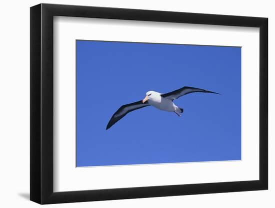 Black-Browed Albatross in Flight-DLILLC-Framed Photographic Print