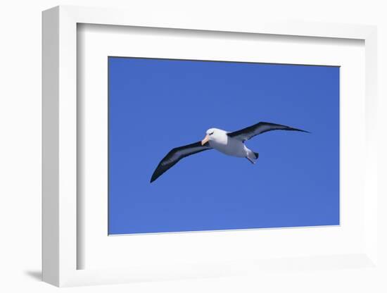 Black-Browed Albatross in Flight-DLILLC-Framed Photographic Print