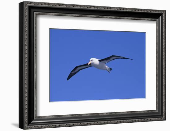 Black-Browed Albatross in Flight-DLILLC-Framed Photographic Print