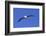 Black-Browed Albatross in Flight-DLILLC-Framed Photographic Print