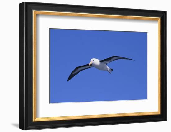 Black-Browed Albatross in Flight-DLILLC-Framed Photographic Print