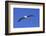 Black-Browed Albatross in Flight-DLILLC-Framed Photographic Print