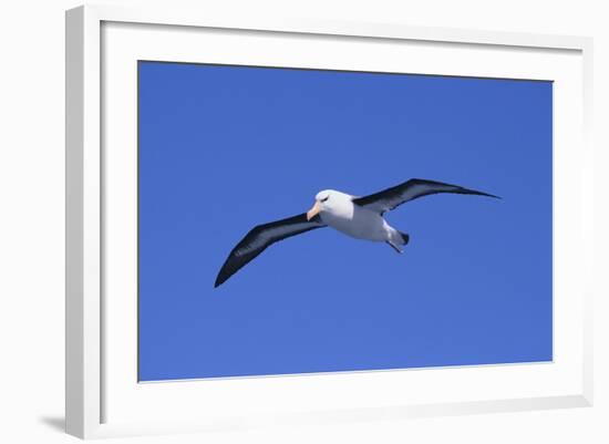 Black-Browed Albatross in Flight-DLILLC-Framed Photographic Print