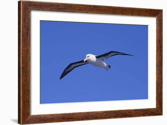 Black-Browed Albatross in Flight-DLILLC-Framed Photographic Print