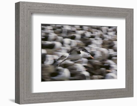 Black-Browed Albatross in Flight-DLILLC-Framed Photographic Print