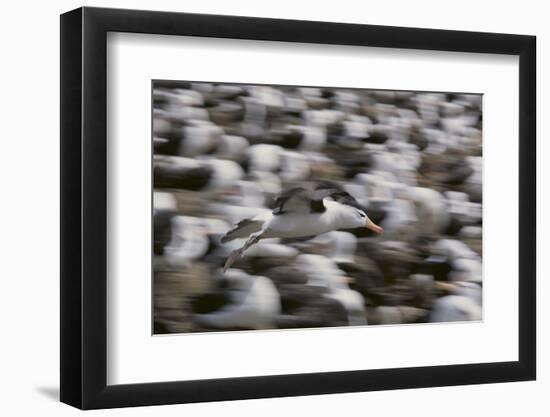 Black-Browed Albatross in Flight-DLILLC-Framed Photographic Print