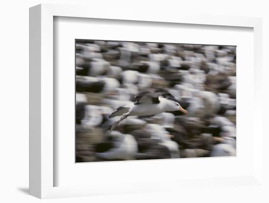 Black-Browed Albatross in Flight-DLILLC-Framed Photographic Print