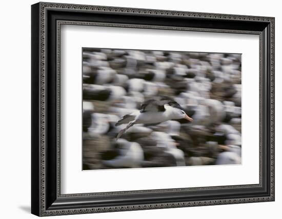 Black-Browed Albatross in Flight-DLILLC-Framed Photographic Print