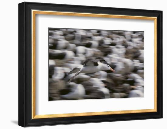 Black-Browed Albatross in Flight-DLILLC-Framed Photographic Print