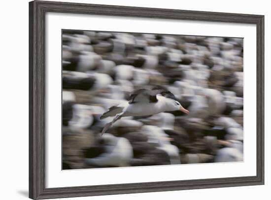 Black-Browed Albatross in Flight-DLILLC-Framed Photographic Print