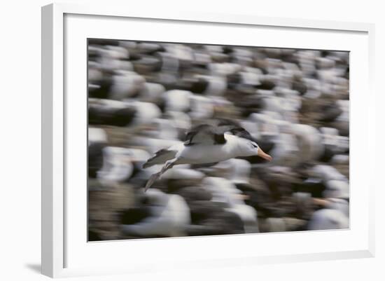 Black-Browed Albatross in Flight-DLILLC-Framed Photographic Print