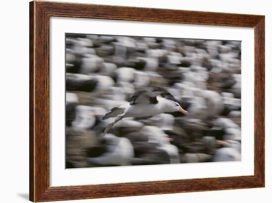 Black-Browed Albatross in Flight-DLILLC-Framed Photographic Print