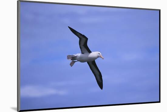 Black-Browed Albatross in Flight-DLILLC-Mounted Photographic Print
