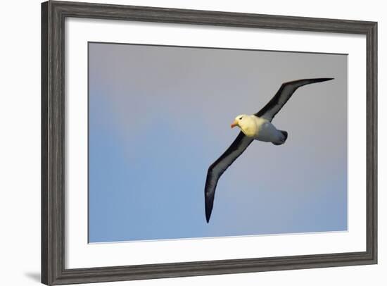 Black-Browed Albatross in Flight-null-Framed Photographic Print