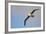 Black-Browed Albatross in Flight-null-Framed Photographic Print