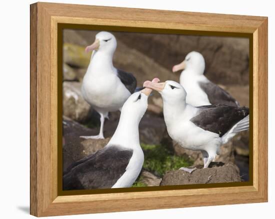 Black-browed Albatross mating ritual. Falkland Islands-Martin Zwick-Framed Premier Image Canvas