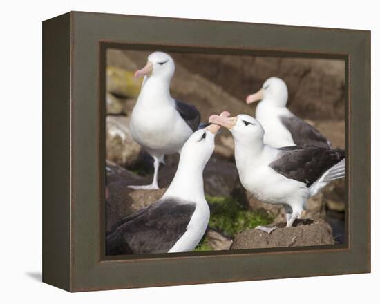 Black-browed Albatross mating ritual. Falkland Islands-Martin Zwick-Framed Premier Image Canvas