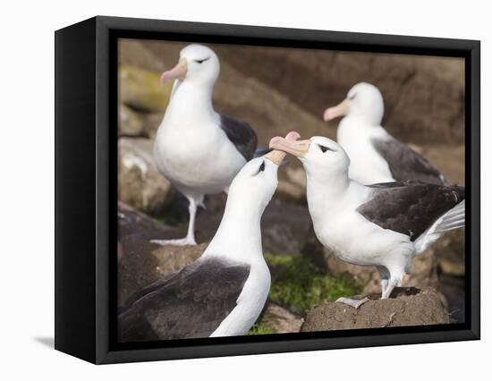 Black-browed Albatross mating ritual. Falkland Islands-Martin Zwick-Framed Premier Image Canvas