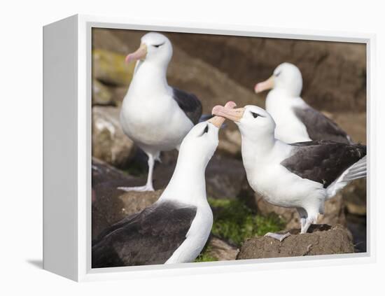 Black-browed Albatross mating ritual. Falkland Islands-Martin Zwick-Framed Premier Image Canvas