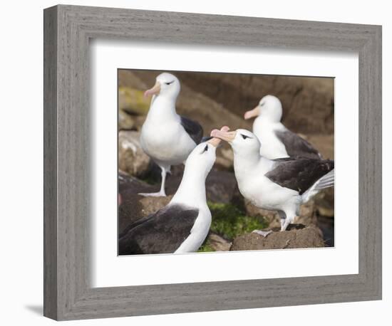 Black-browed Albatross mating ritual. Falkland Islands-Martin Zwick-Framed Photographic Print