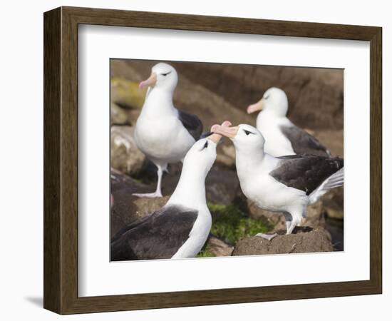 Black-browed Albatross mating ritual. Falkland Islands-Martin Zwick-Framed Photographic Print