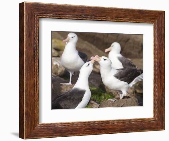 Black-browed Albatross mating ritual. Falkland Islands-Martin Zwick-Framed Photographic Print