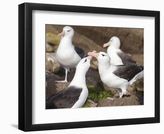 Black-browed Albatross mating ritual. Falkland Islands-Martin Zwick-Framed Photographic Print