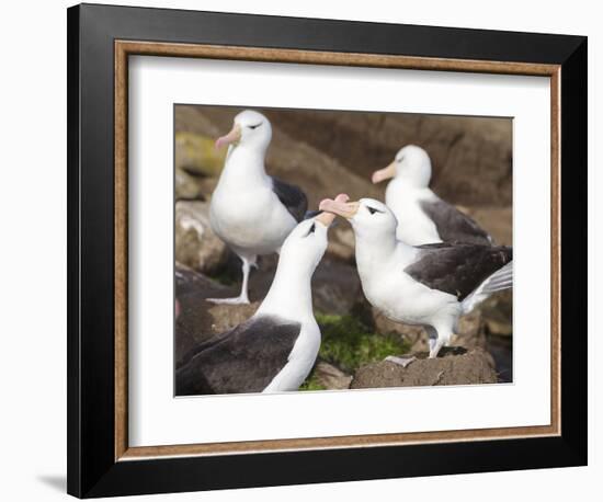 Black-browed Albatross mating ritual. Falkland Islands-Martin Zwick-Framed Photographic Print