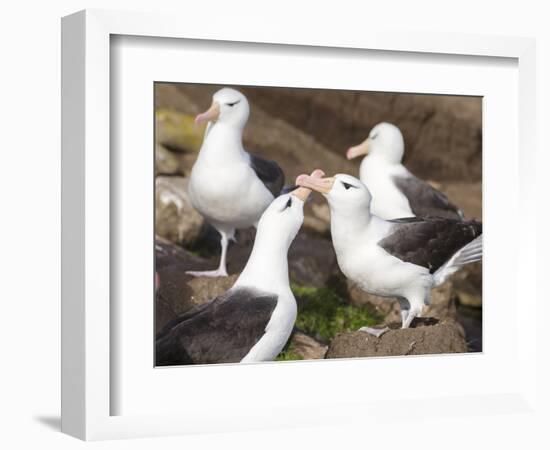 Black-browed Albatross mating ritual. Falkland Islands-Martin Zwick-Framed Photographic Print