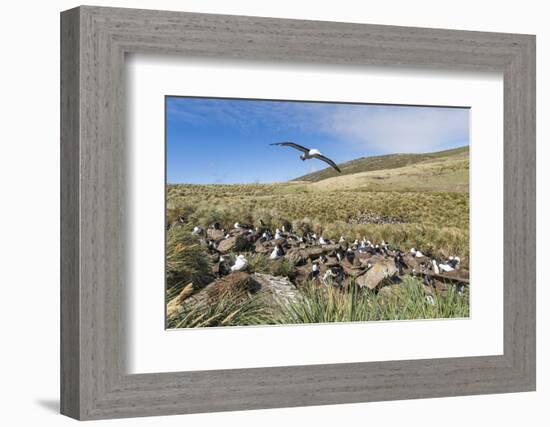 Black-browed albatross or black-browed mollymawk, Falkland Islands-Martin Zwick-Framed Photographic Print