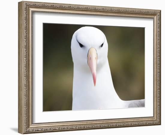 Black-browed albatross or black-browed mollymawk, Falkland Islands-Martin Zwick-Framed Photographic Print