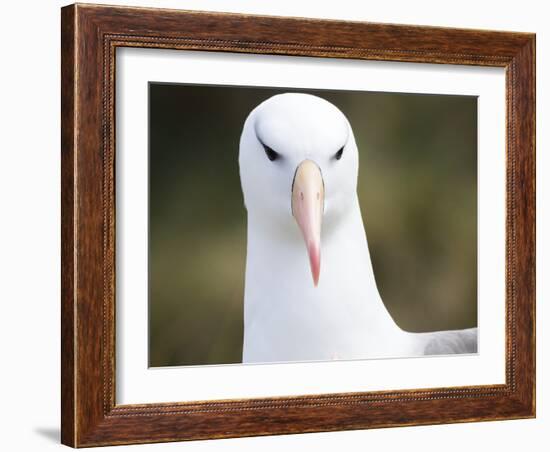 Black-browed albatross or black-browed mollymawk, Falkland Islands-Martin Zwick-Framed Photographic Print