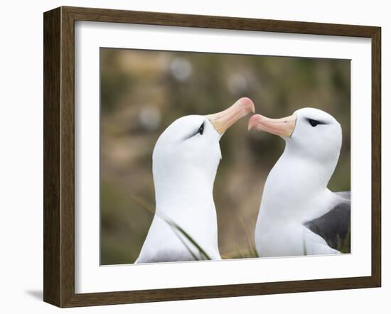 Black-browed albatross or black-browed mollymawk, Falkland Islands-Martin Zwick-Framed Photographic Print