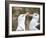 Black-browed albatross or black-browed mollymawk, Falkland Islands-Martin Zwick-Framed Photographic Print